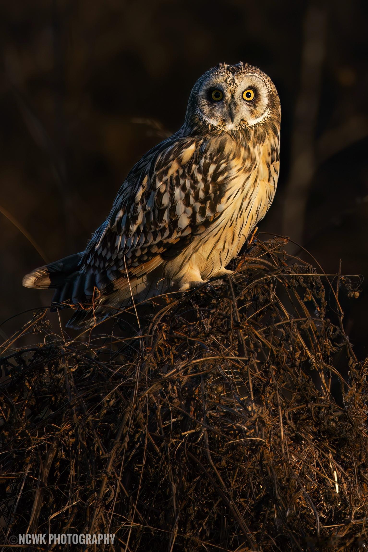 奇妙生物圈做自然的朋友 很少在白天拍猫头鹰，不过短耳鸮是个例外。 我才意识到，从