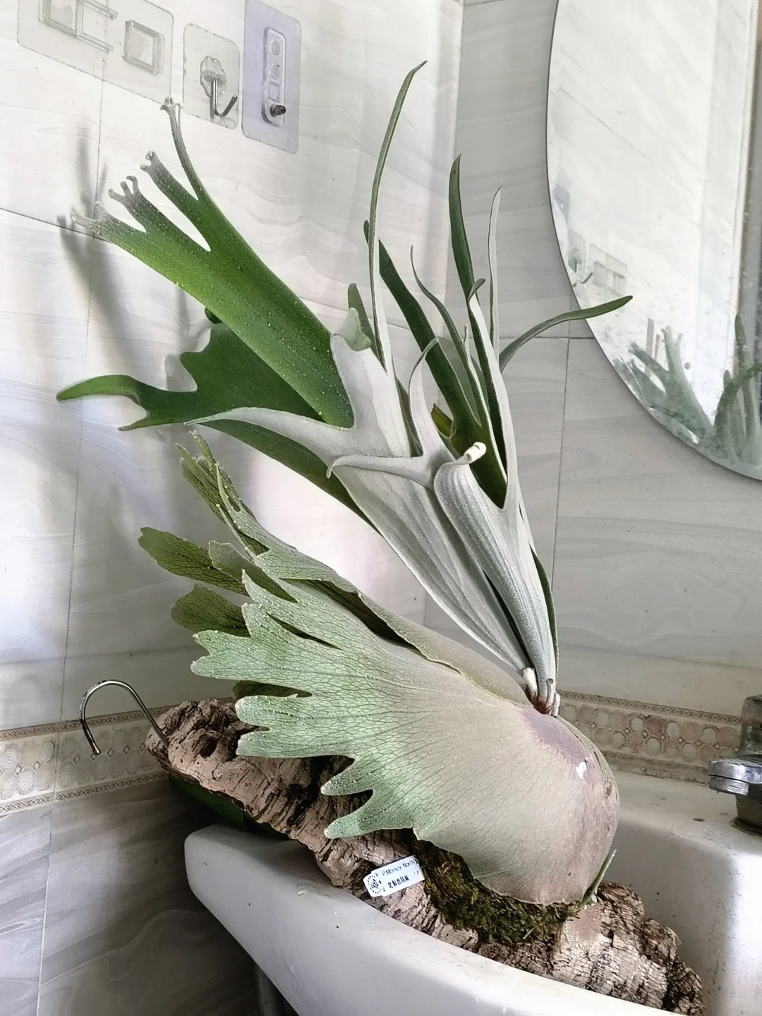 给鹿浇水噜