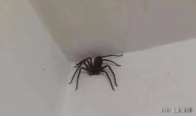 在南方生活过的人
应该都知道
南方有一种蜘蛛🕷🕷🕷🕷🕷🕷🕷🕷🕷