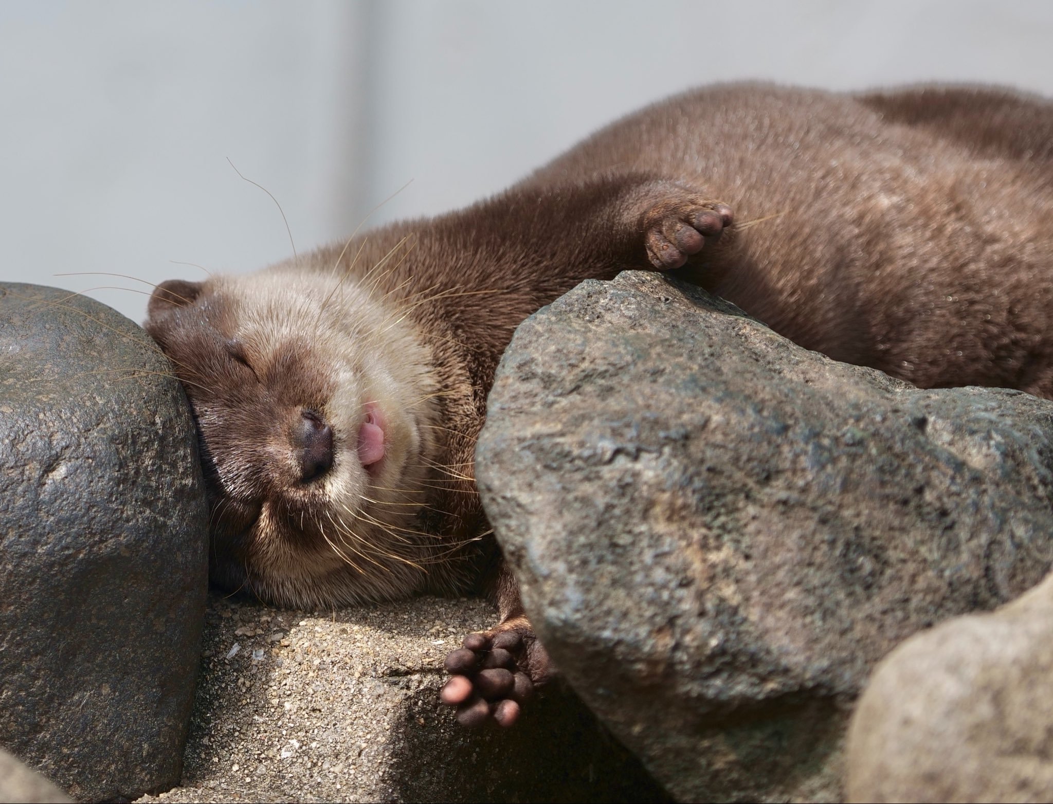 水獭 吸吸獭补充一下能量再去干活儿呀【推：uso_otter】 