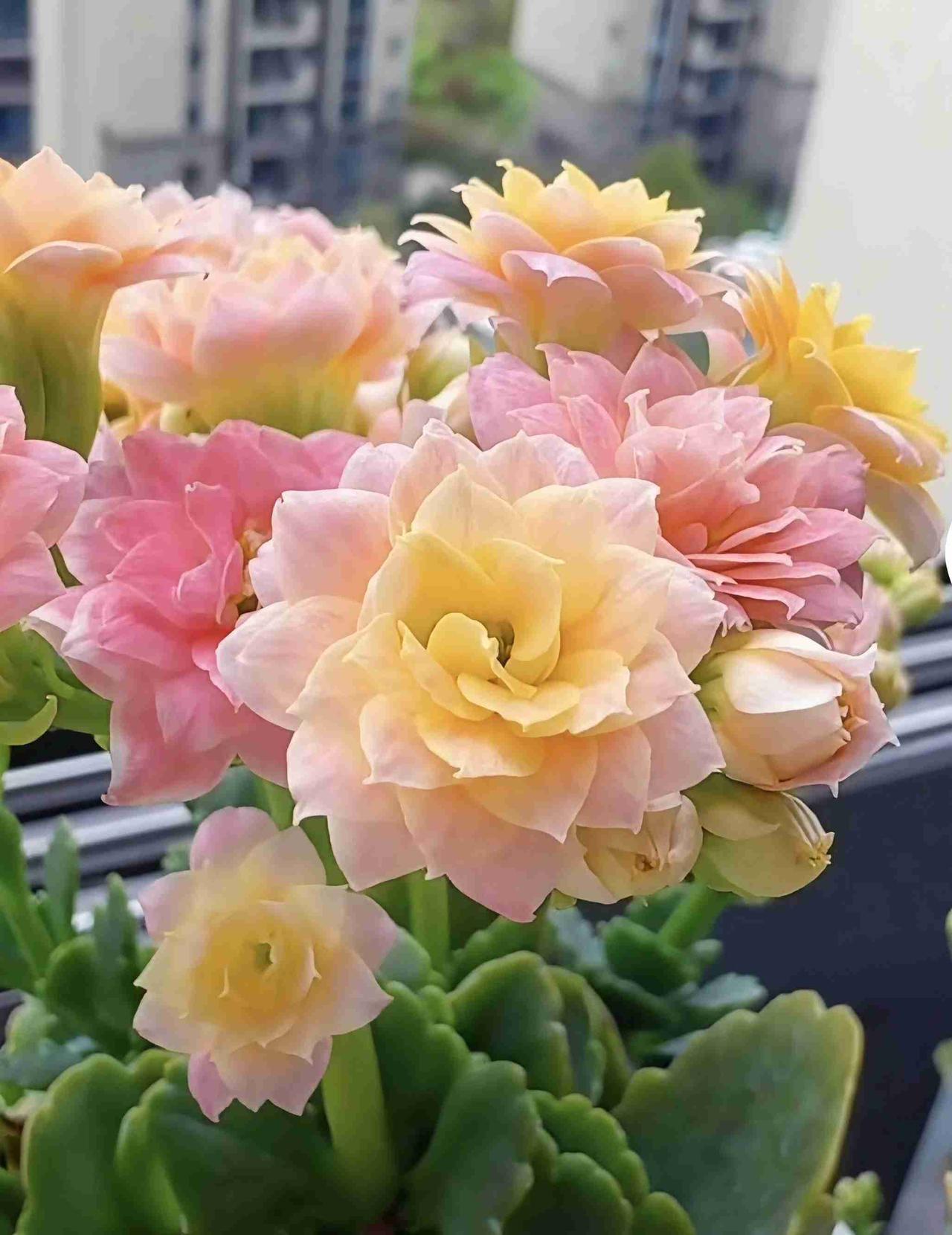 我的今日状态：😁轻松愉快
我这里的天气：今天多云，体感舒适，不晒，适合外出踏青