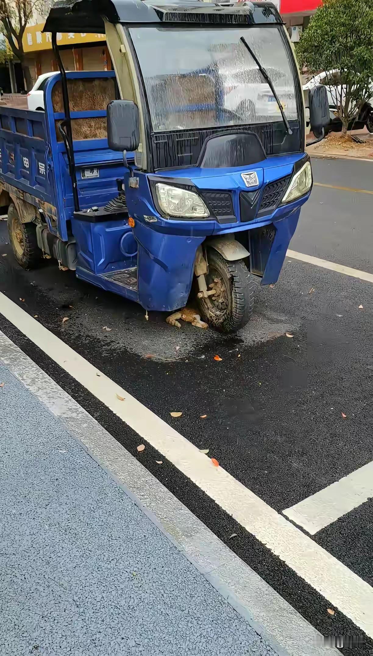 太可怜了，这天一位小姐姐去街上玩，结果在一条小路上看到无比凄惨的一幕，她看到一辆