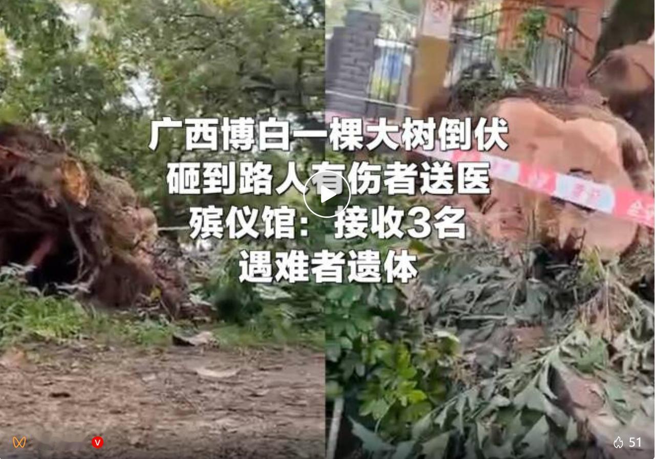 2026 年 7 月 22 日晚间，广西玉林博白县人民公园突发意外，园内一棵大树