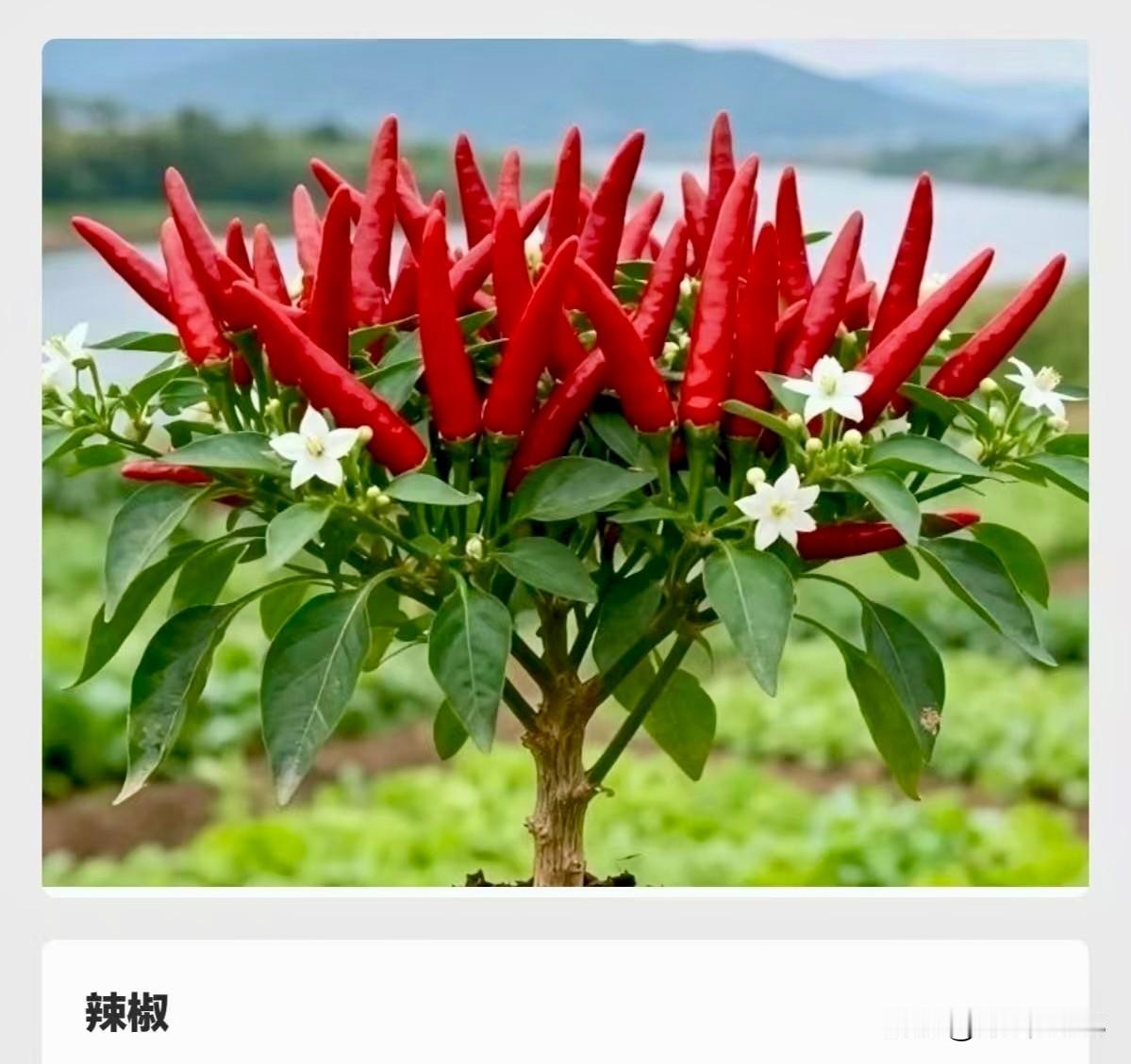 它曾被用作“盐”！
盐在我们生活中是不可替代的存在！这个“不可替代”主要体现在两