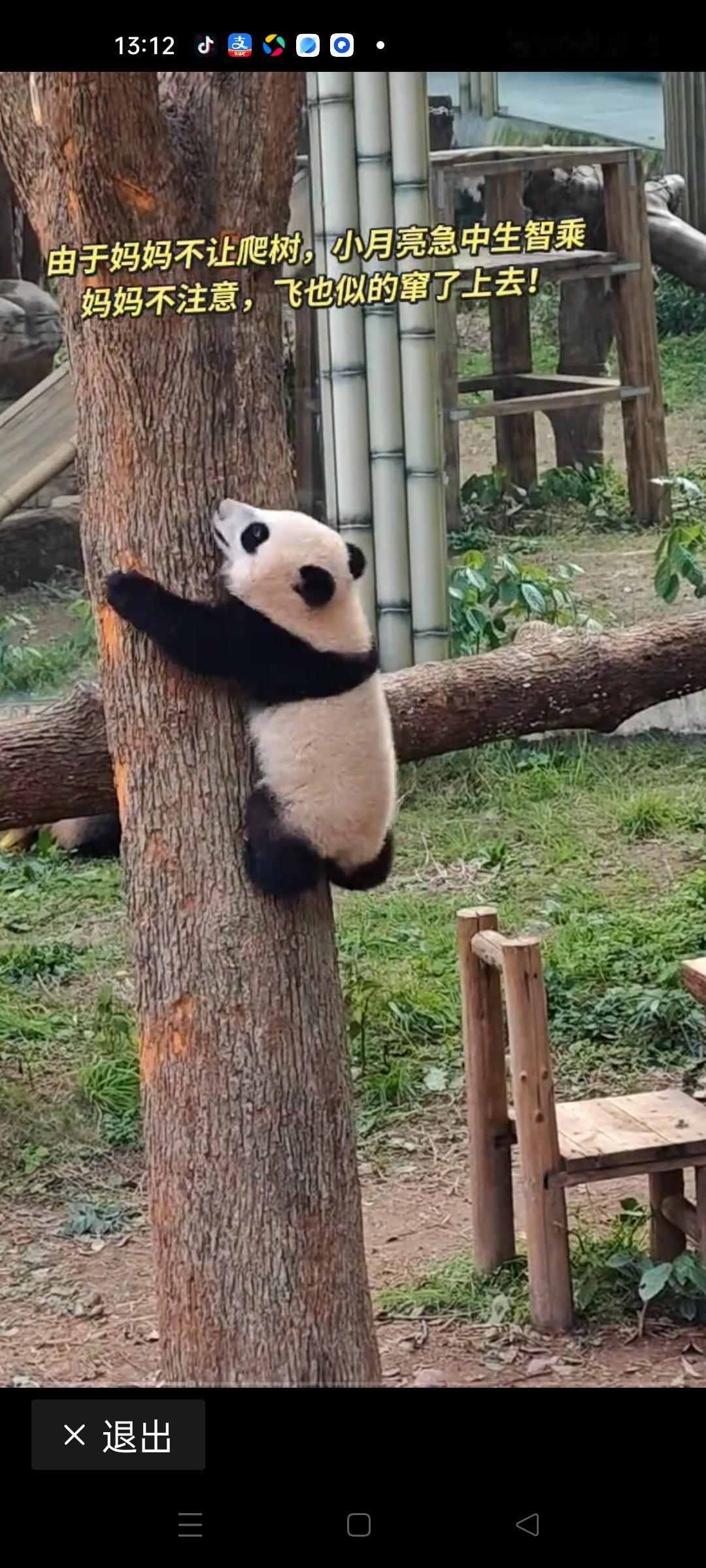 大熊猫妈妈不让宝宝爬树，宝宝趁妈妈不注意飞快爬上去——这看似一幕萌趣的动物日常，