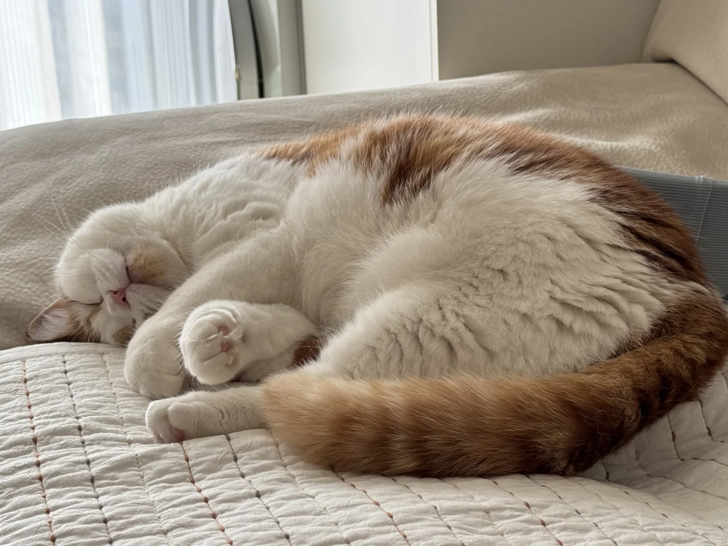 分享一只在做梦的小猫