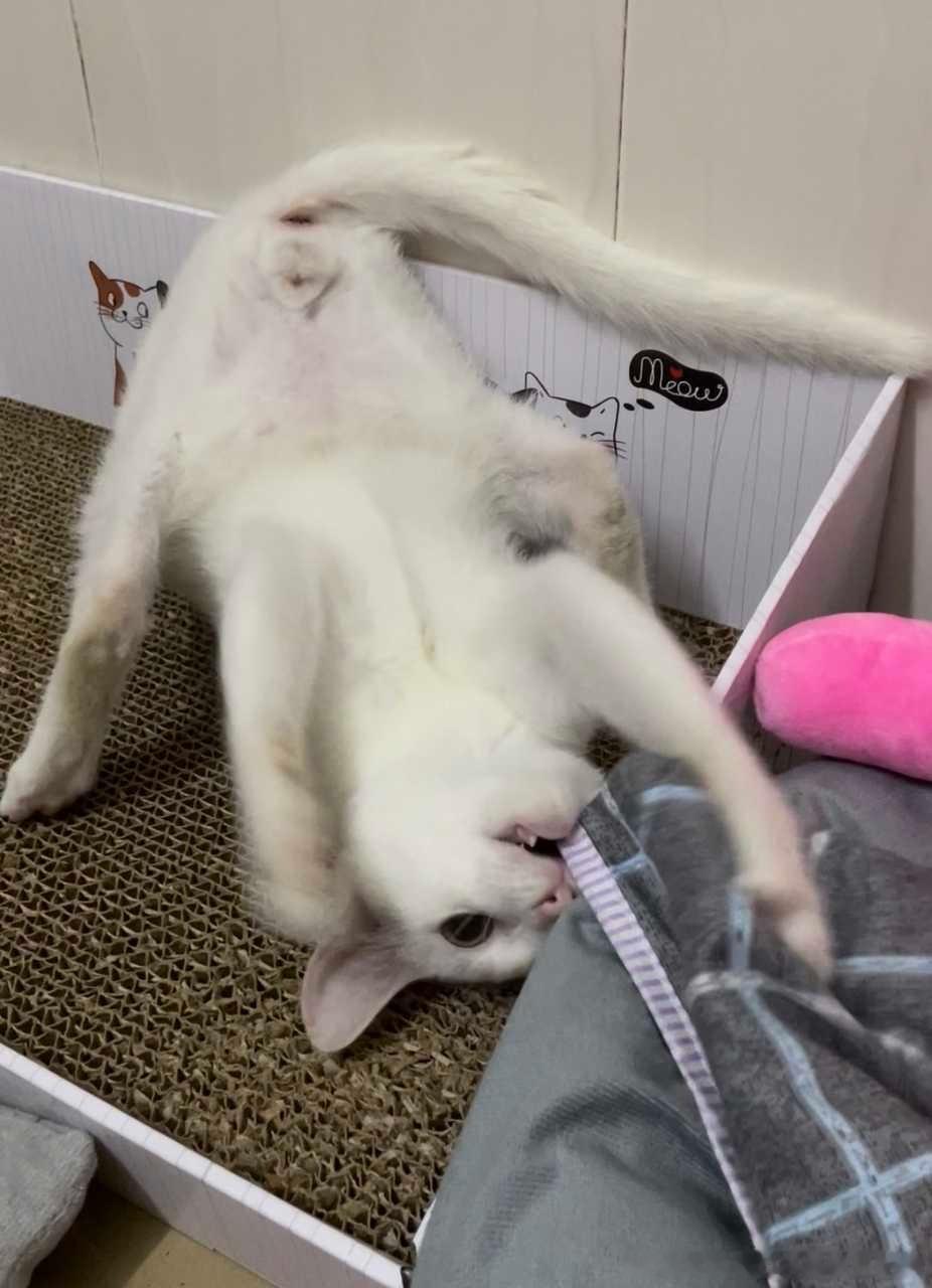 49842【丑猫】什么雷霆姿势 