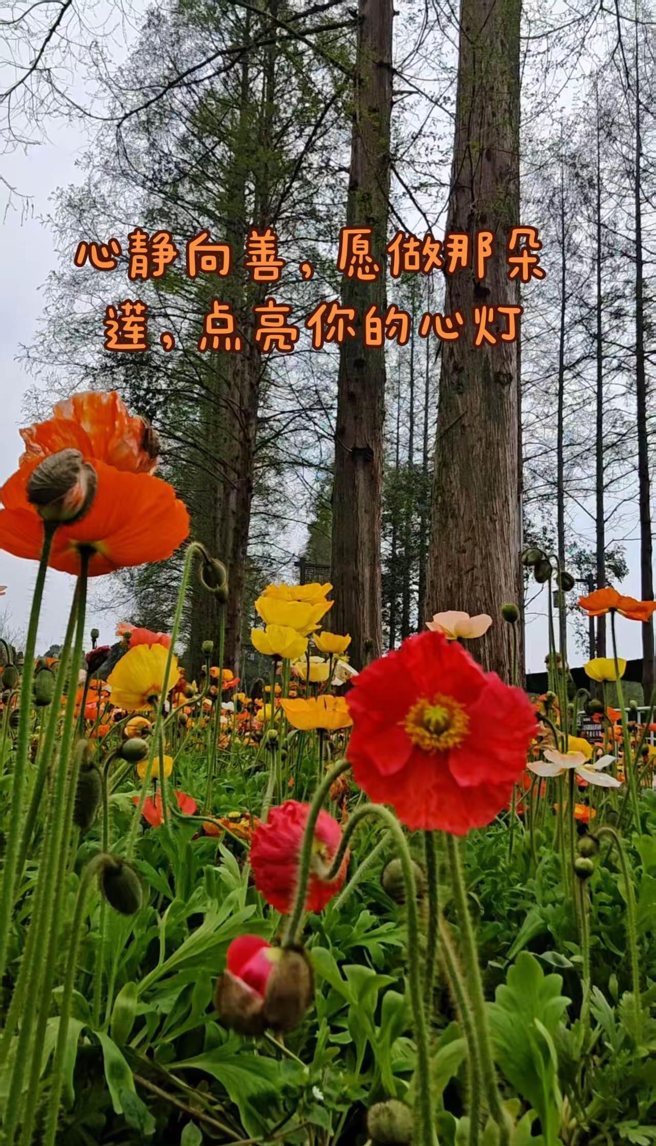 按下暂停键后的日子原来如此惬意！不骄不躁，岁月静好！