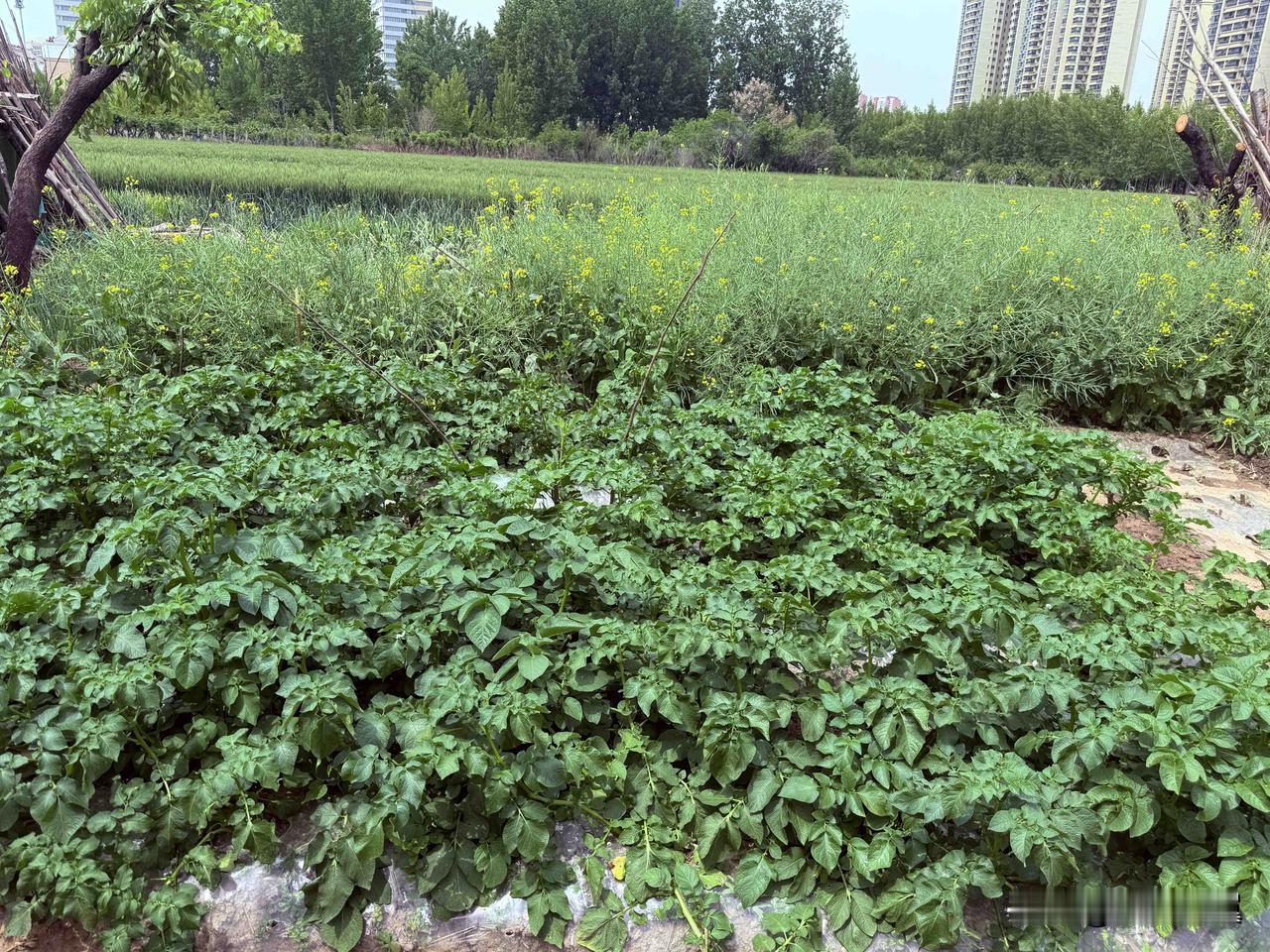 【小对联】
上：……？
下：分享。