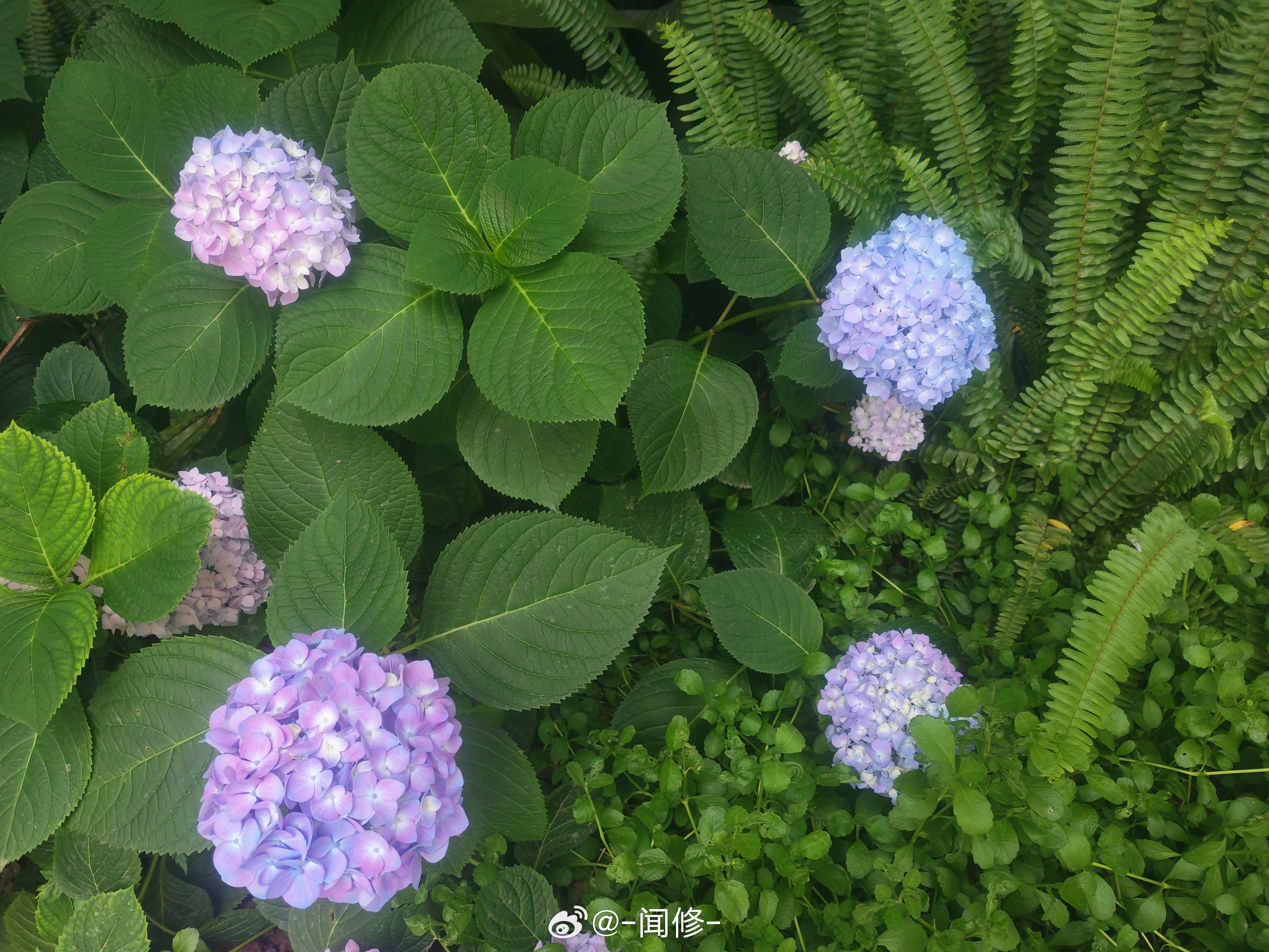 明天红