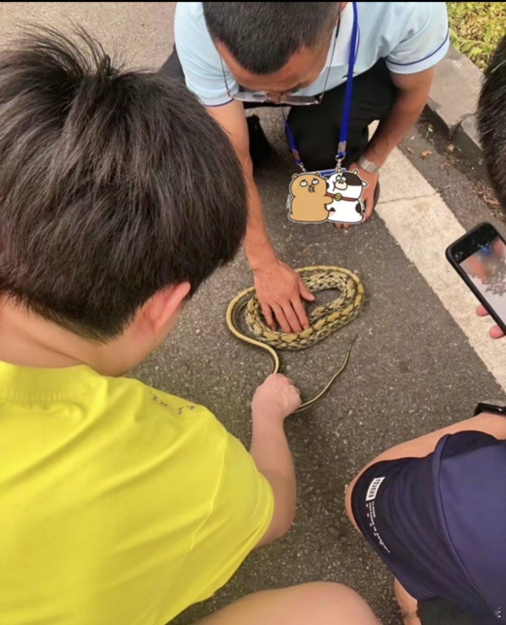 摸蛇男孩大放出哈哈哈 不愧是小时候养过蛇的[笑哈哈] ​​​
