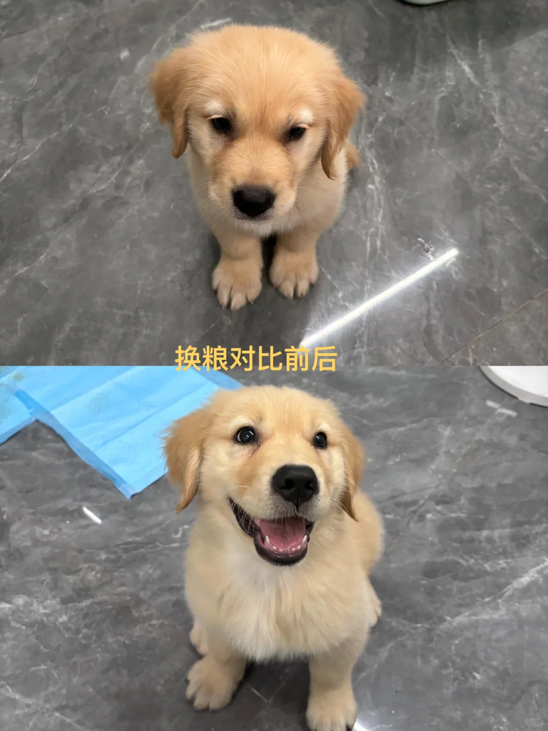 从皇家换到汪爸爸幼犬粮2个月后...