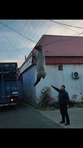 我就想问一下这羊是怎么上去的？
差点把我笑死[捂脸]