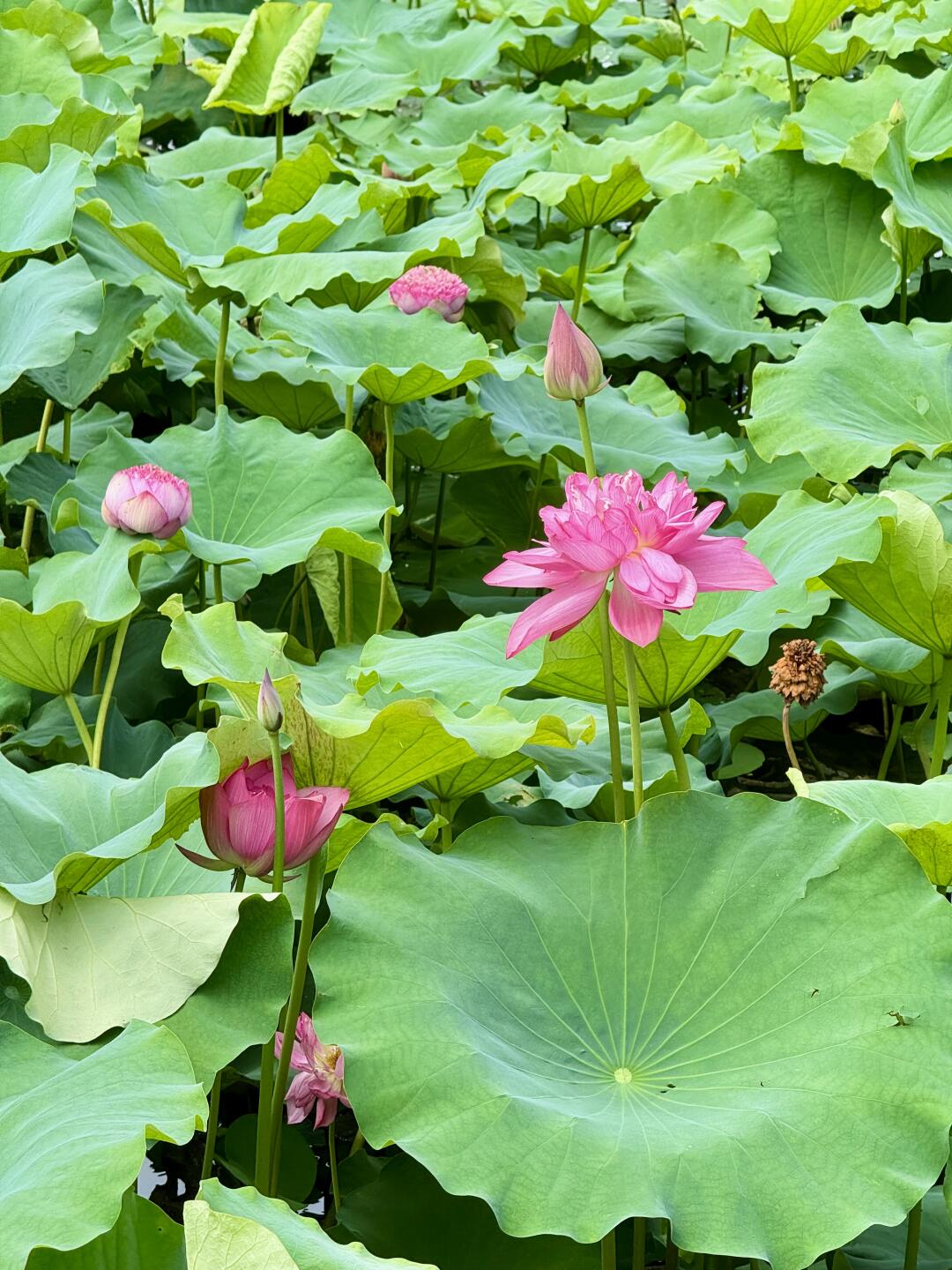 一定要去看荷花🪷！！好运莲莲，龙归地铁直达