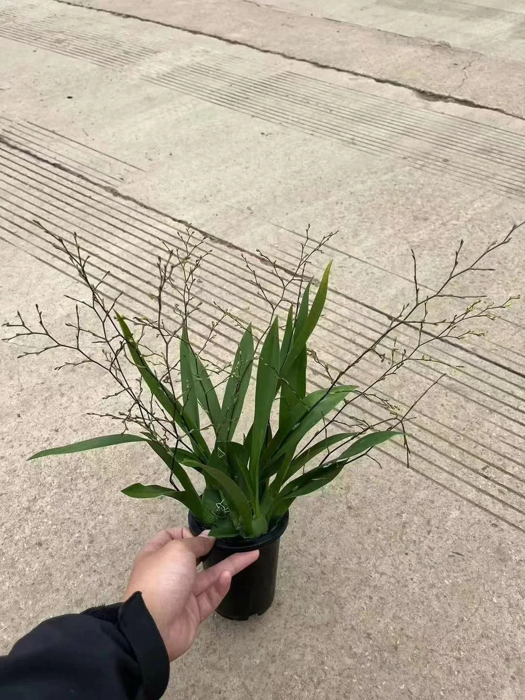 全网曝光这个文心兰
