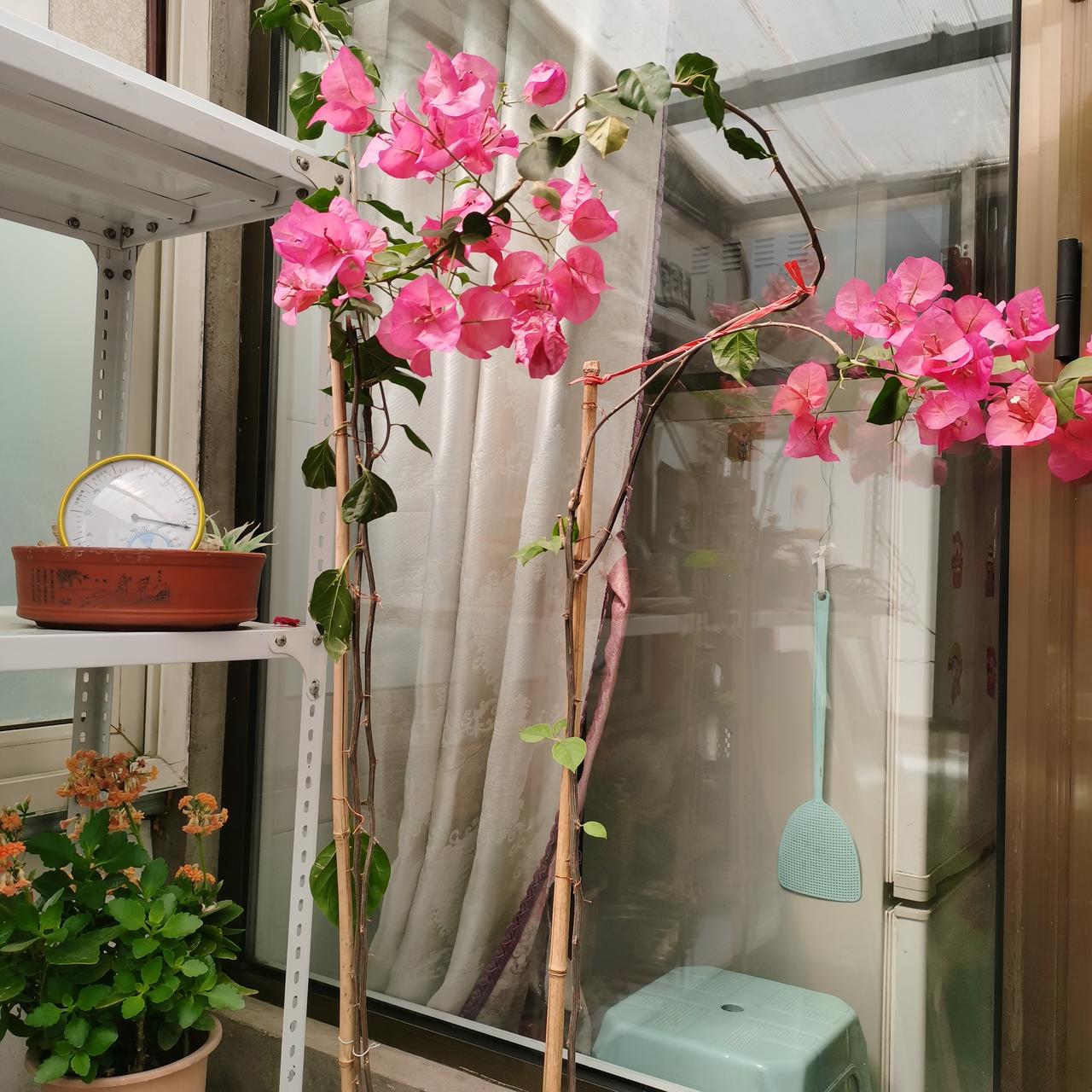 今天我家来几个家人吃饭
今天我家来客吃饭，都是亲兄妹，不全来，只有平时来牌的人来