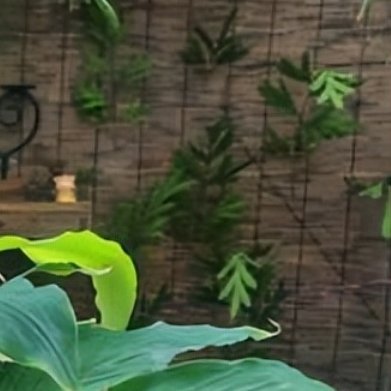 舞花姜实拍特征宽大翠绿长卵形叶片，花穗垂坠飘逸，粉色苞片搭配细碎金黄小花，花期长