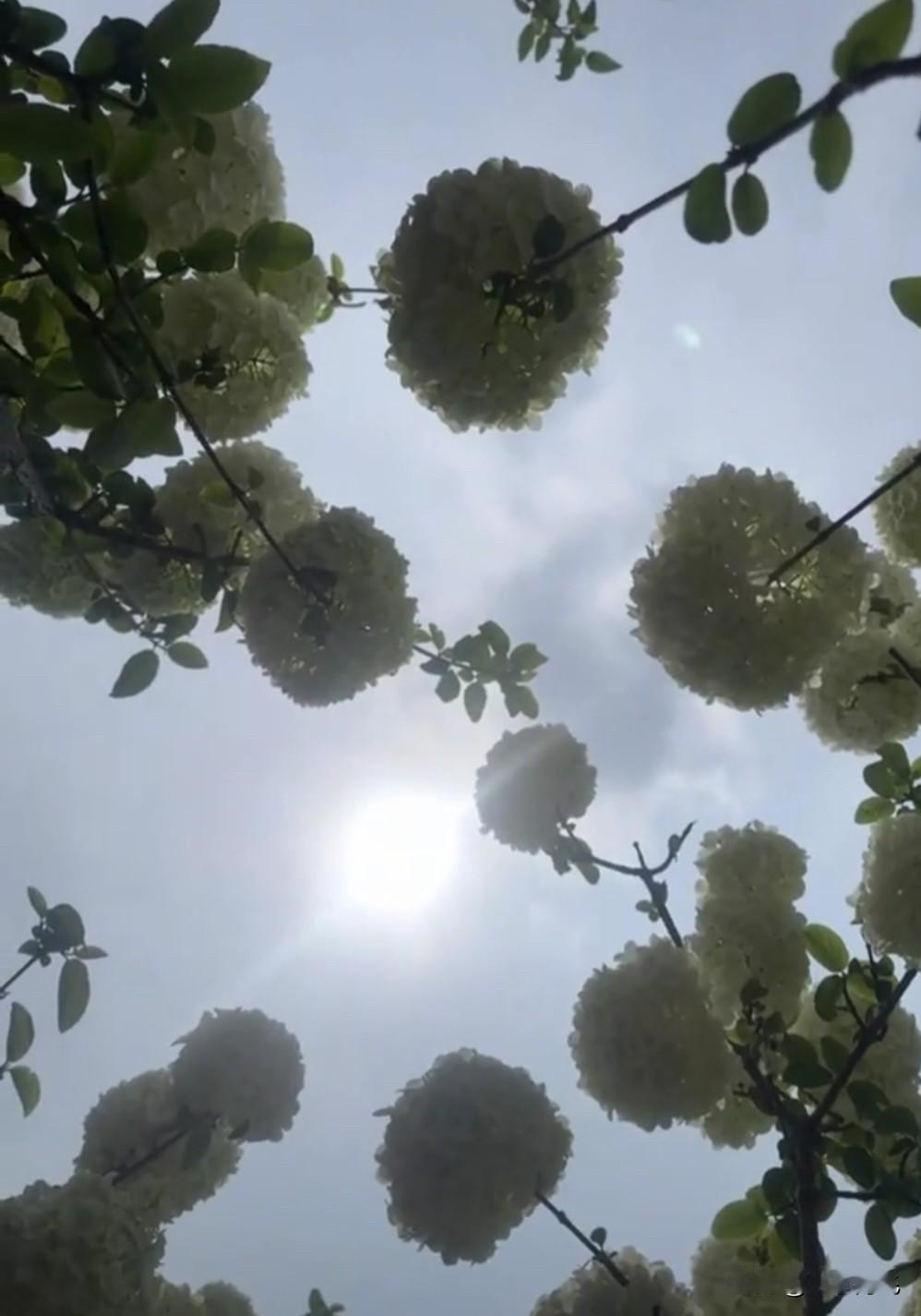 在木绣球中拥抱最美的人间四月天！你们知道这种花的花语是什么吗？