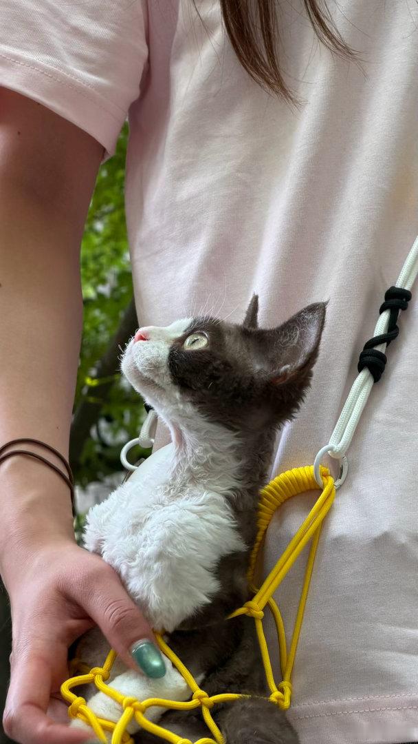 人是怎么发现猫有这种小众癖好的原来小猫痴迷网兜！7.10‑20登陆mt外卖搜球网