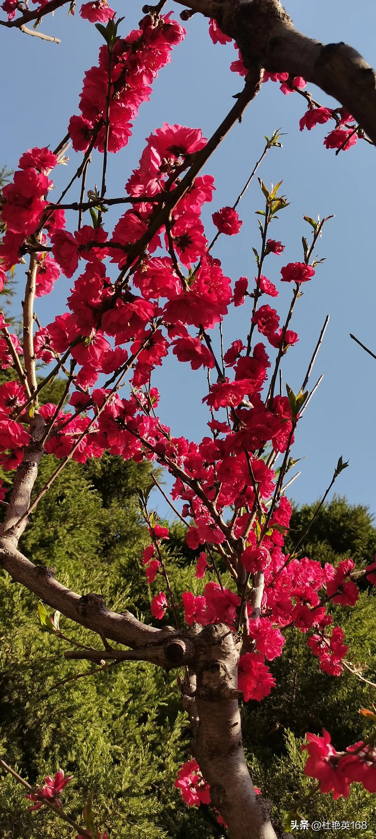 百花齐放，请赐下联