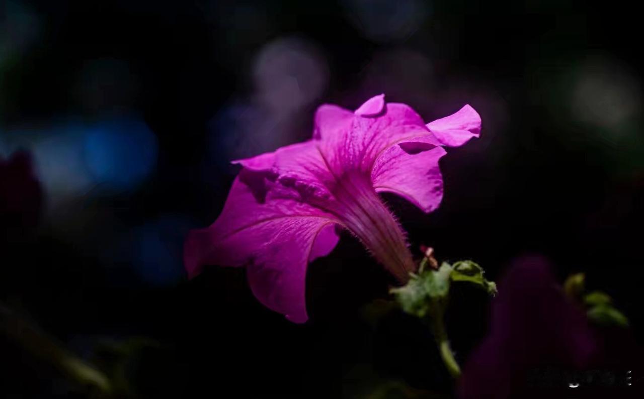 绽放的夏花