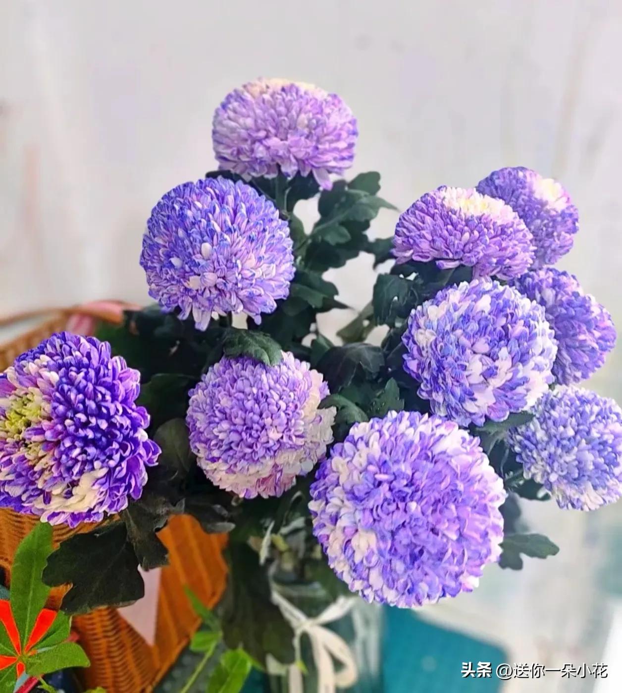 想不通这么好看的菊花却被人说不吉利？我认为，菊花被西方污名化的很严重。很多人不知