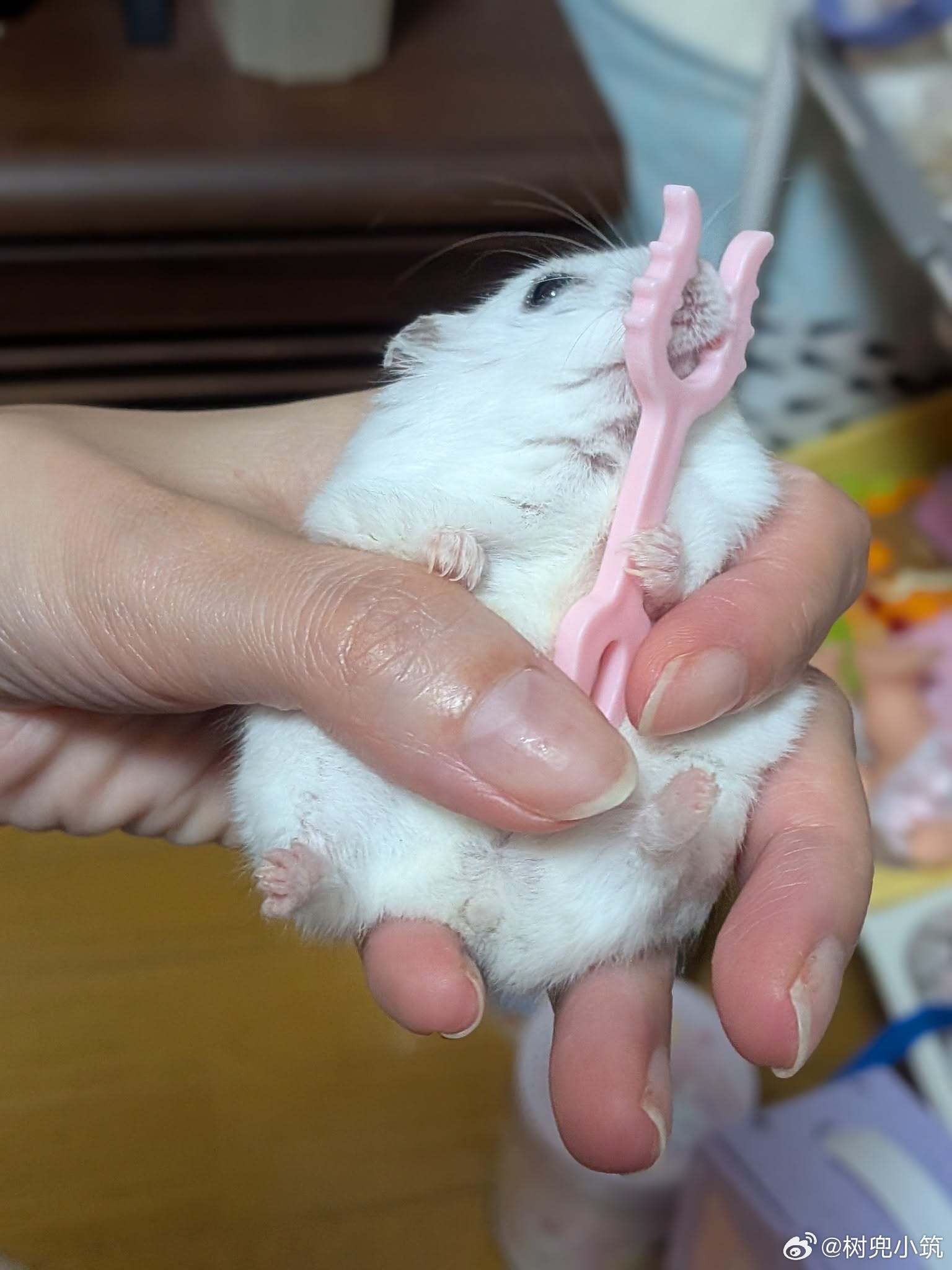 更多现实版吉伊卡哇 ​​​