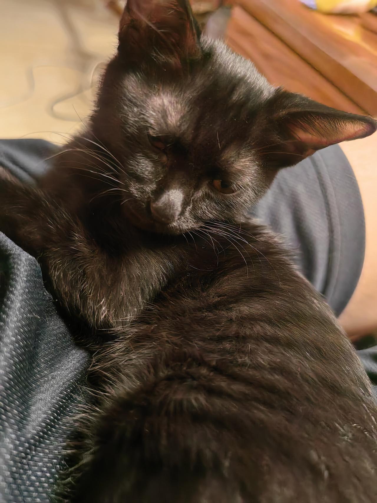 拿来时一个半月，养了四个半月，送人了。家里本来两个了，自小非常温顺。这个来了，上