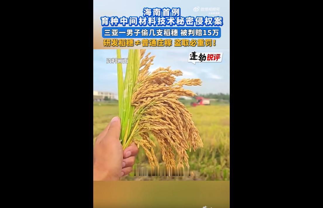 2023年3月，男子王某翻越围栏、躲避监控，潜入三亚南繁育种基地，盗取0.7公斤