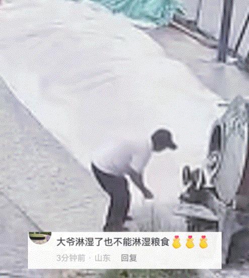 江苏徐州一对老夫妇在门前路边晾晒新收小麦，二人下地干活时突降大雨，急忙往家赶。本