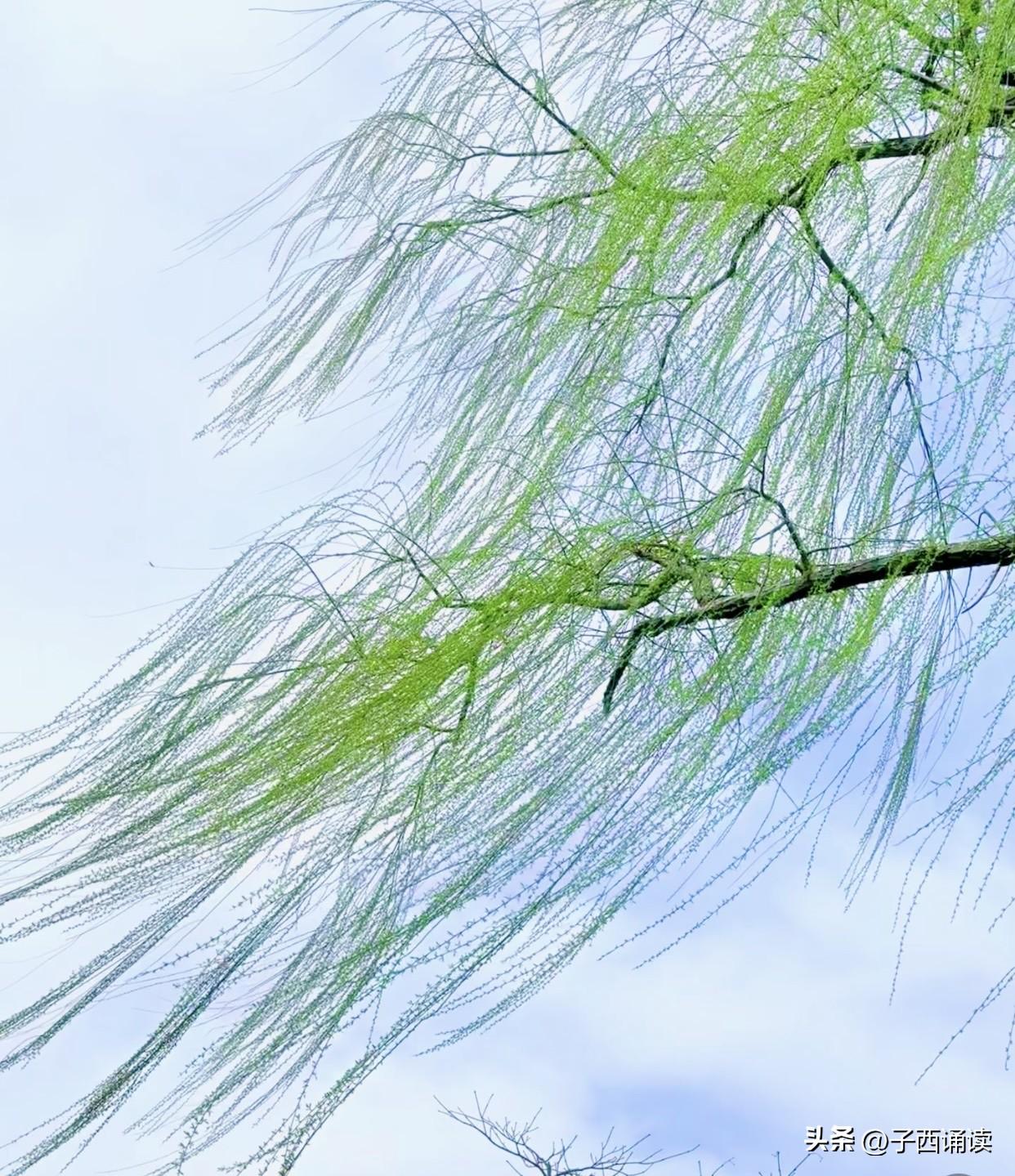 女儿写作文，描绘春天的景色：“柳树长出细细的枝芽，那是春天的头发吧？”我甚感疑惑