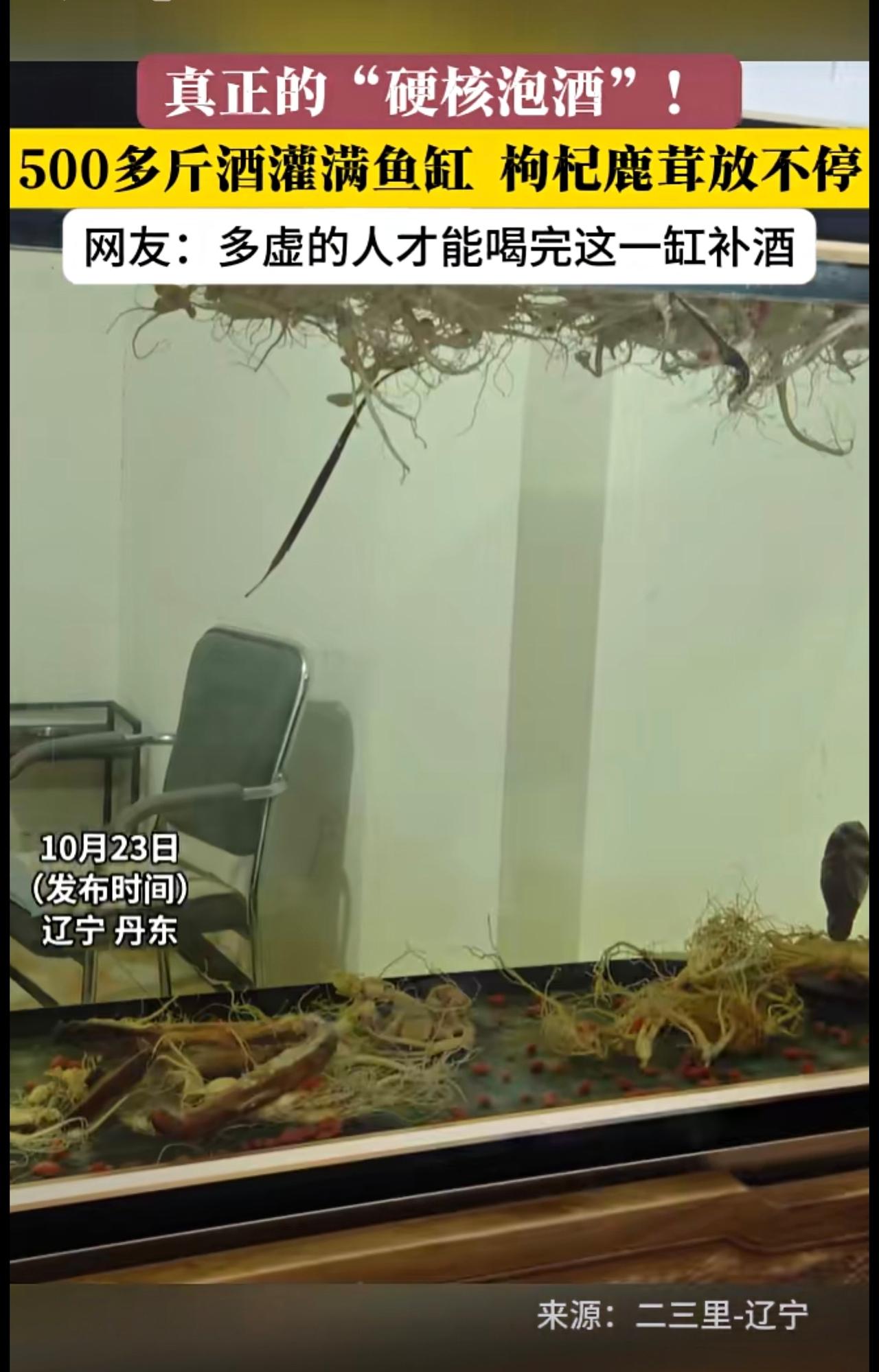 真正的“硬核泡酒”！500多斤酒灌进鱼缸，枸杞鹿茸放不停。