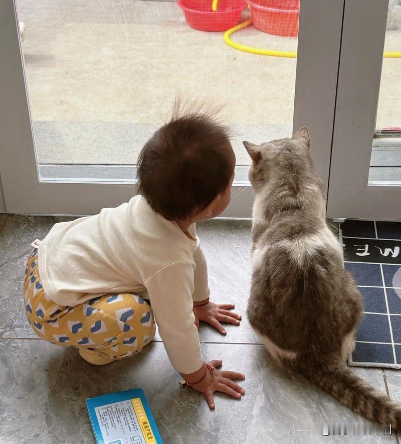 萌娃与猫猫的暖心时光

午后阳光轻洒，家里成了温馨小剧场。萌娃迈着蹒跚小步，摇摇