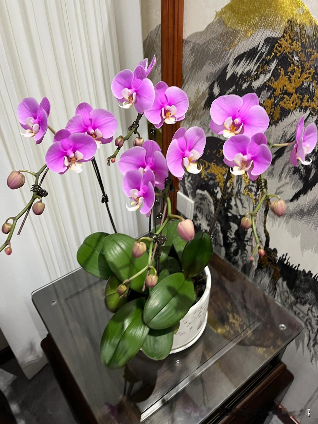 #晒出你手机中盛开的花朵#