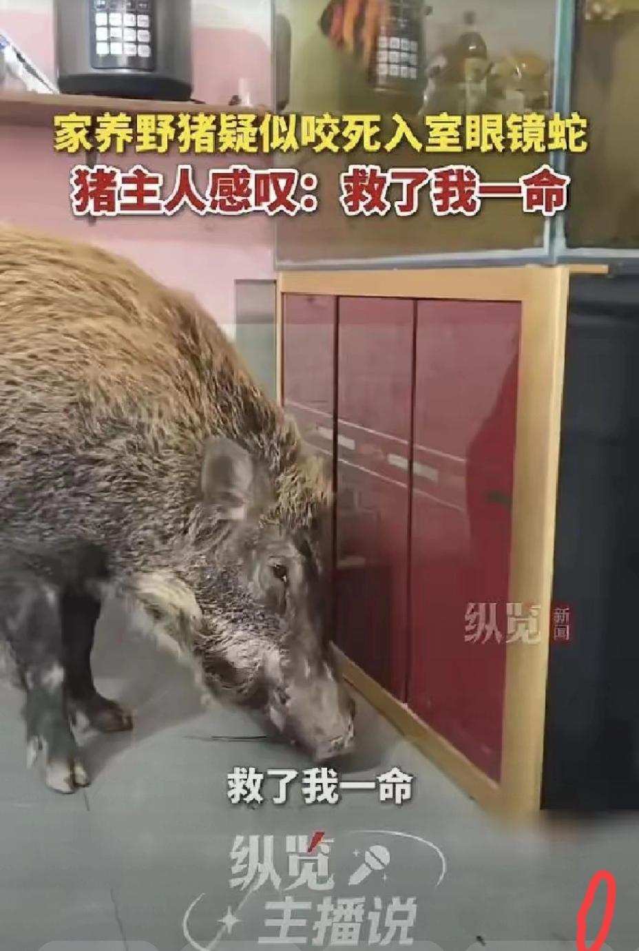 别把侥幸当报恩，野猪吞眼镜蛇的背后，是被忽视的居家安全漏洞。广州男子家中深夜潜入