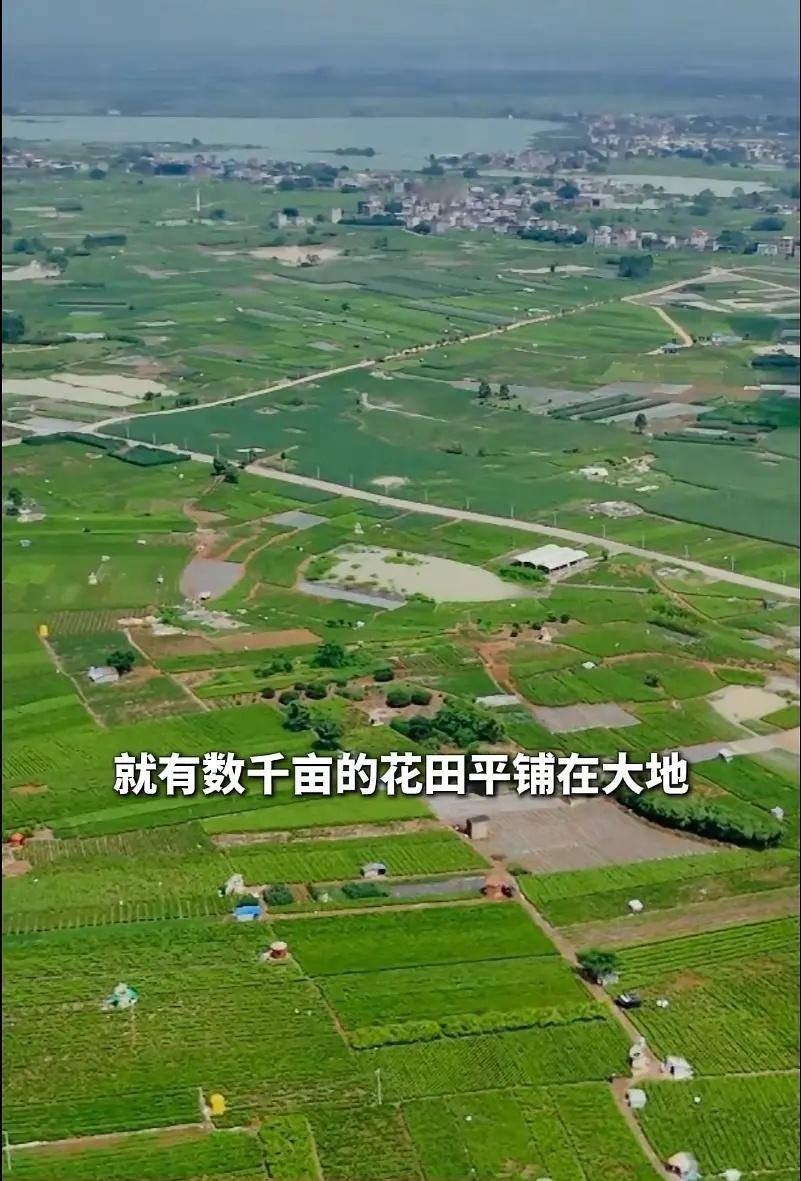 全球10朵茉莉花，有6朵来自广西横州广西南宁横州是世界茉莉花都，也是中国茉莉之乡