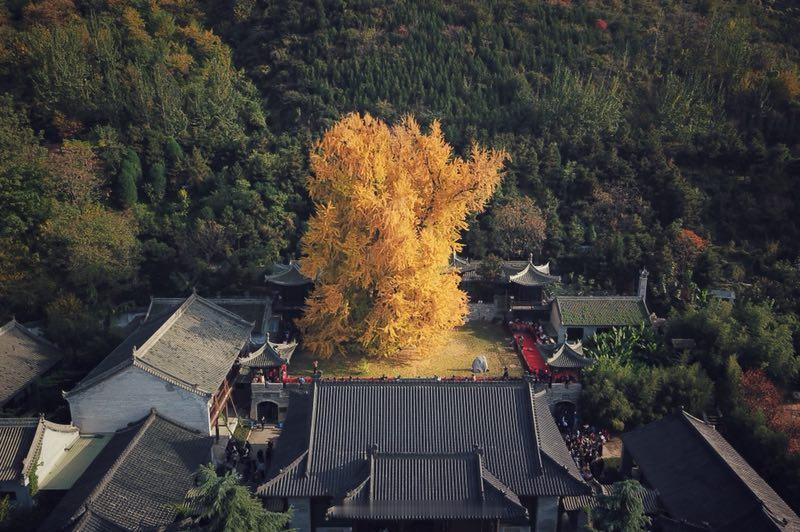 【银杏的孤独，是两亿七千万年的独舞】：它从远古走来，孤身站在时光尽头，看万物生灭