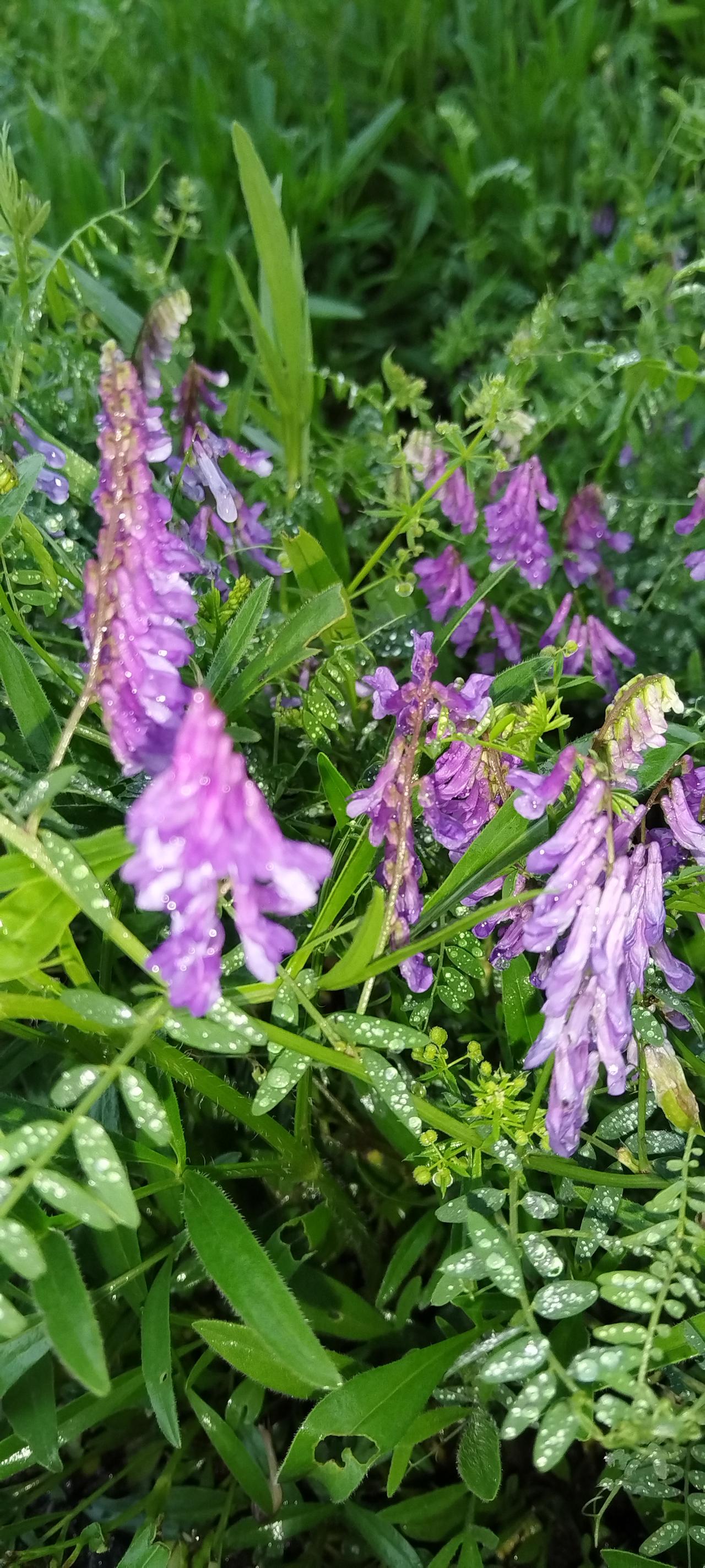 这是一张昨天下午拍摄的野生乔乔花，当时天空下着小雨，紫色的乔乔花上缀满晶莹的水珠
