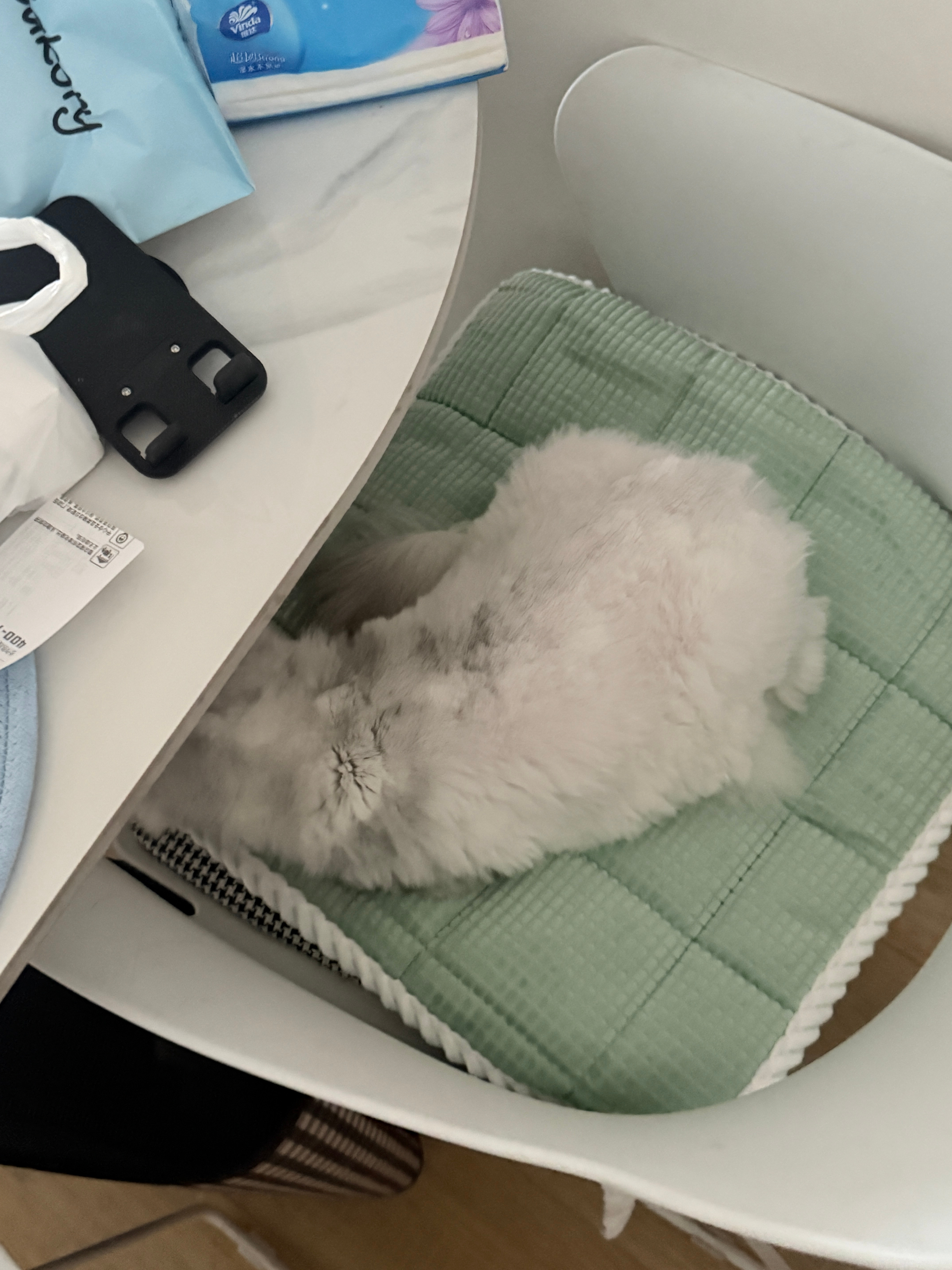 我家就是母猫公猫性格差距巨大，公猫都很调皮，母猫都很乖巧，花花uu一起玩囧囧咩咩