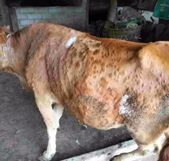 贵州毕节，男子为了牟取暴利，组织20多人到处收购病牛、死牛，随后拖回自己家的屠宰