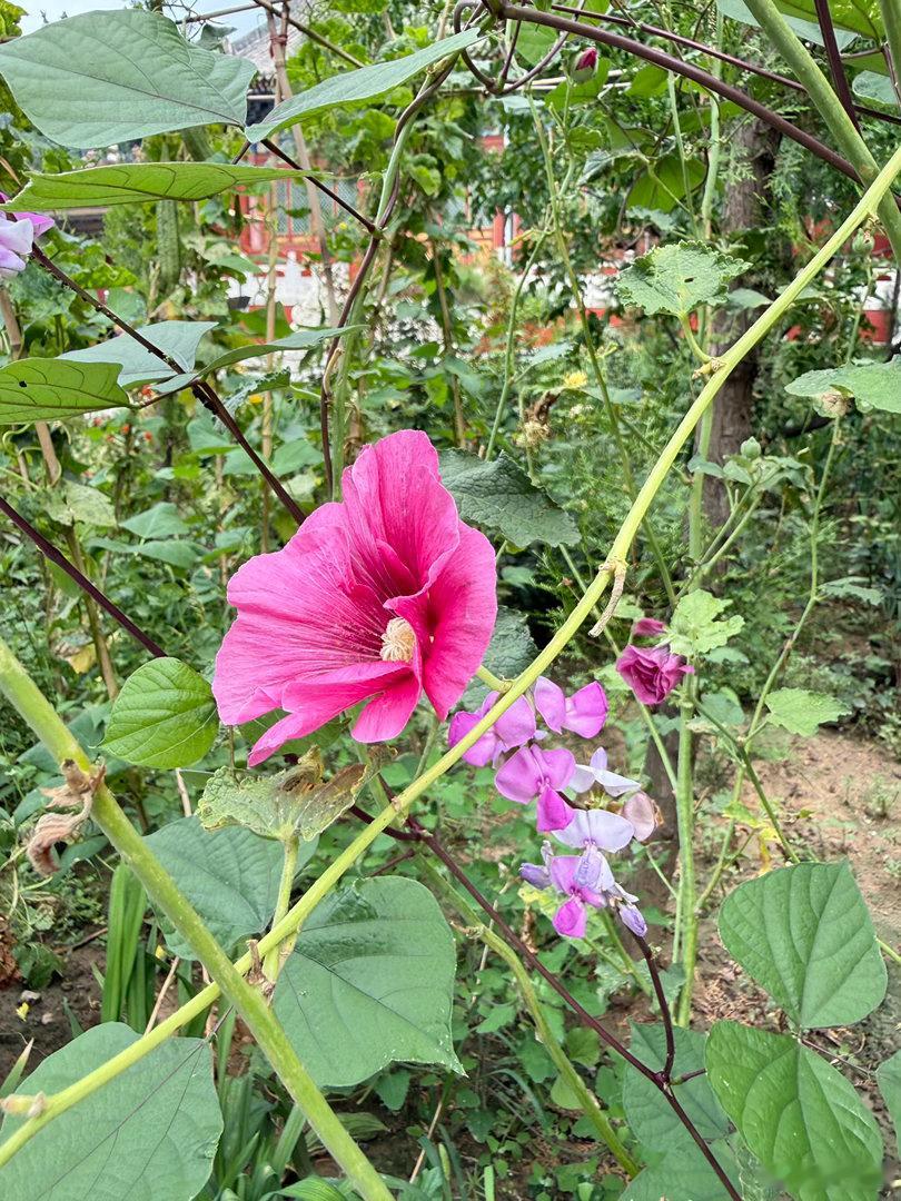 花 
