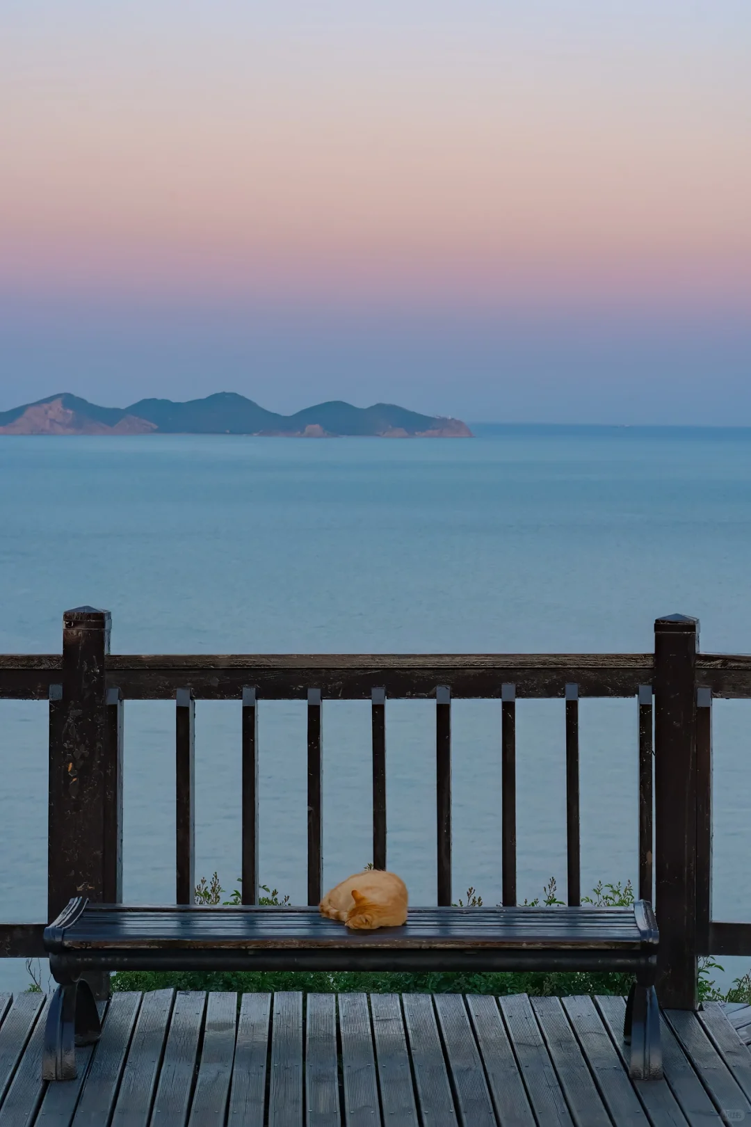 大连海边，拍到了粉色黄昏里的小橘