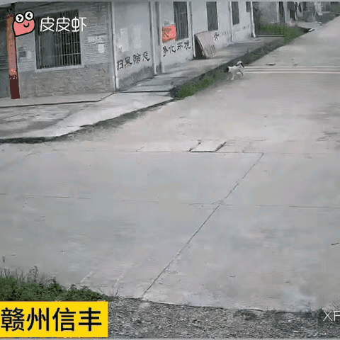 货车司机大意了