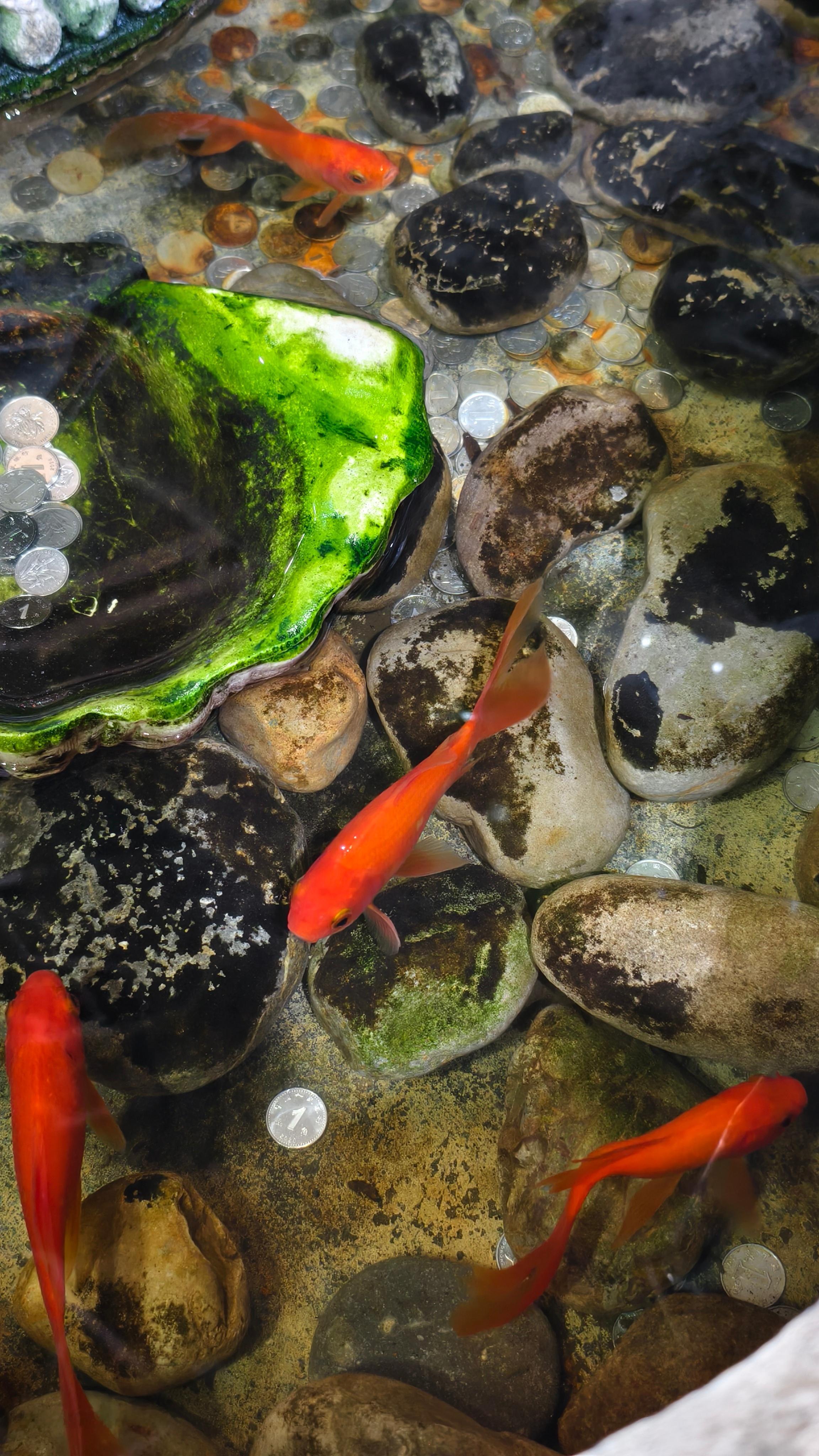 和大尾巴鱼🐟长意宝宝🐟一起红红火火🔥事事顺意！