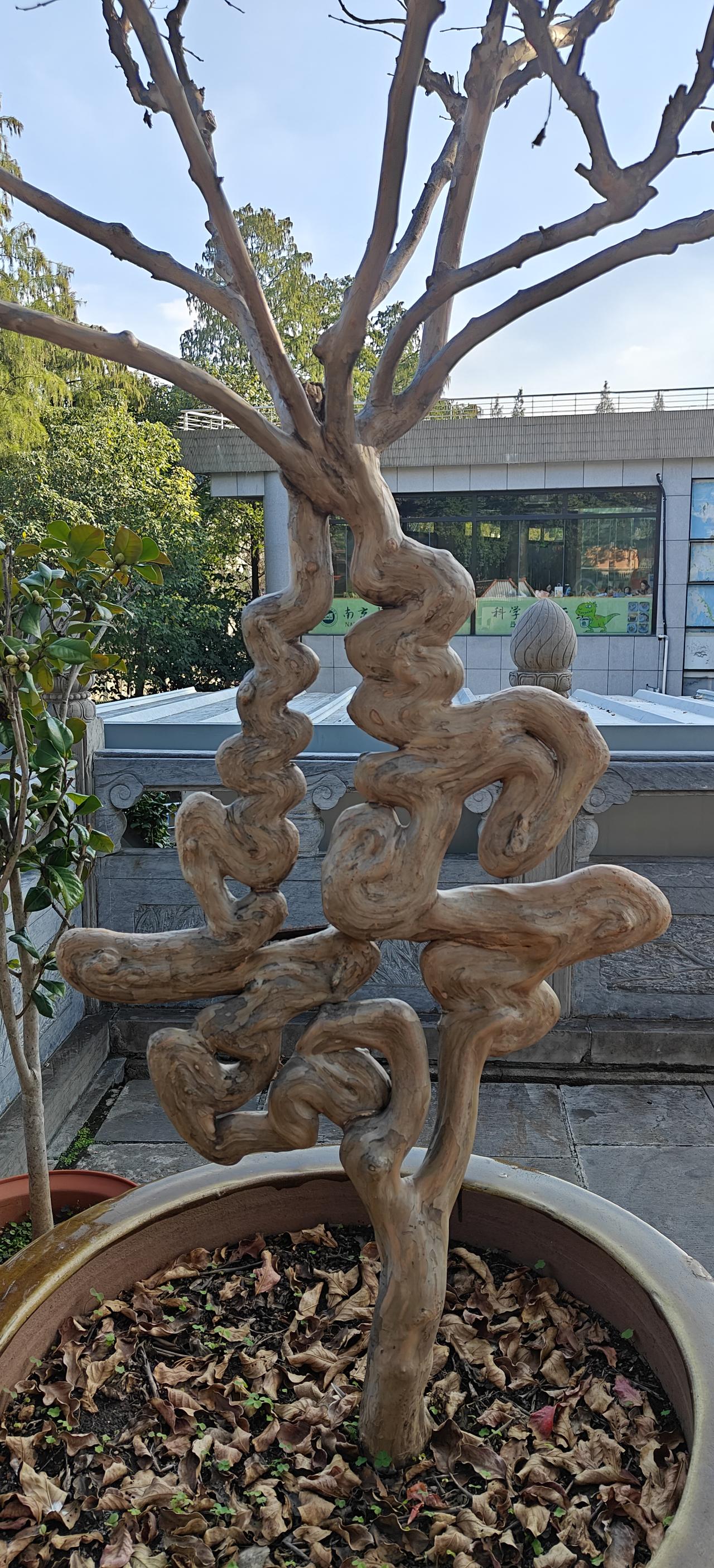 把自己对福寿的祈盼，建立在树的痛苦之上，可取吗？[捂脸]