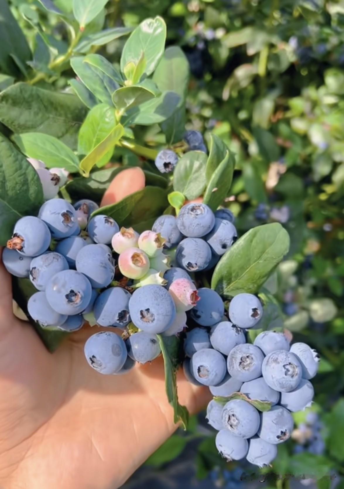 蓝莓树皮开裂是种植中较为常见的现象，多由环境、水肥、生理、病虫害等多重因素共同作