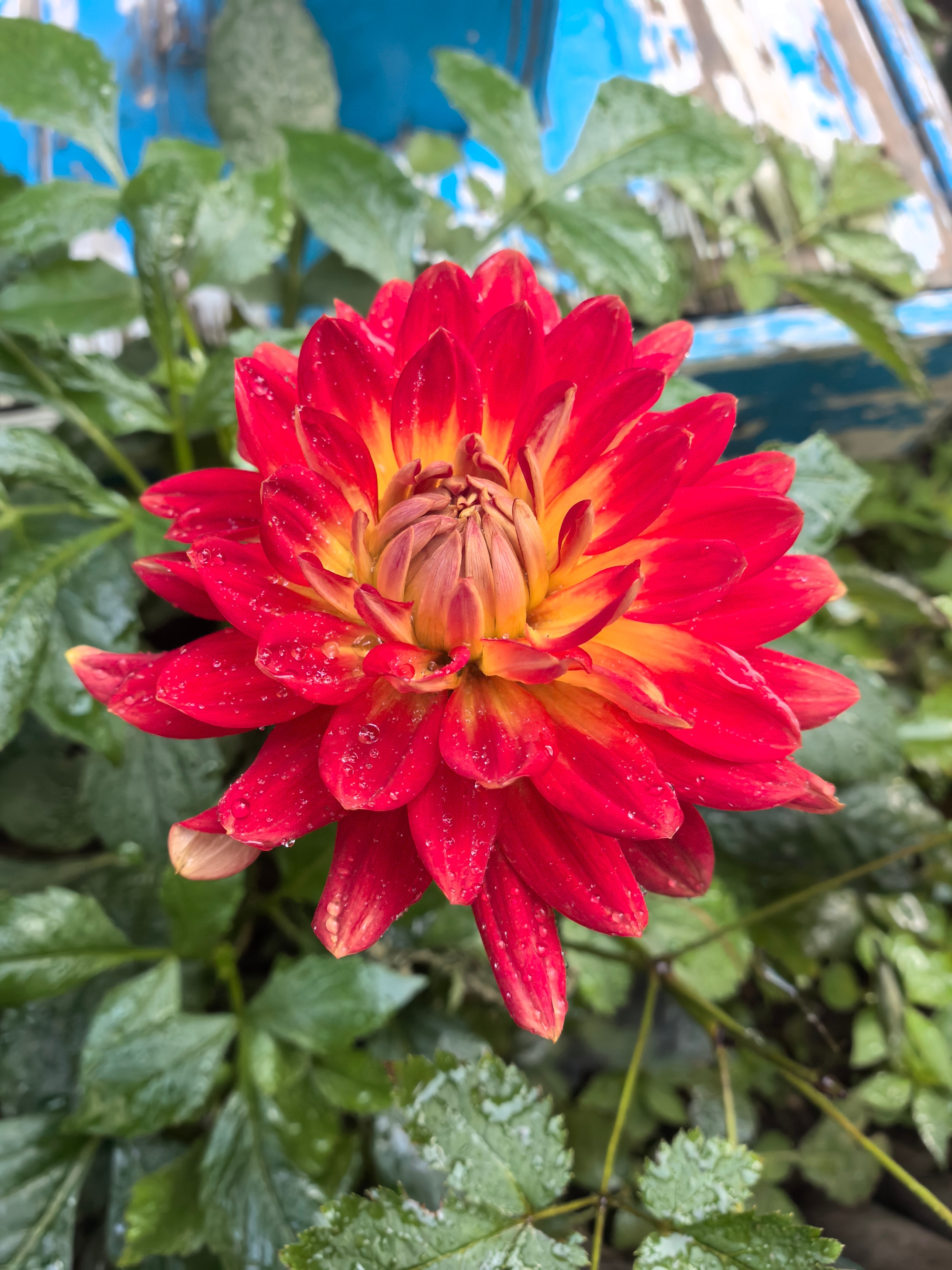 送你们一朵小红花… ​​​