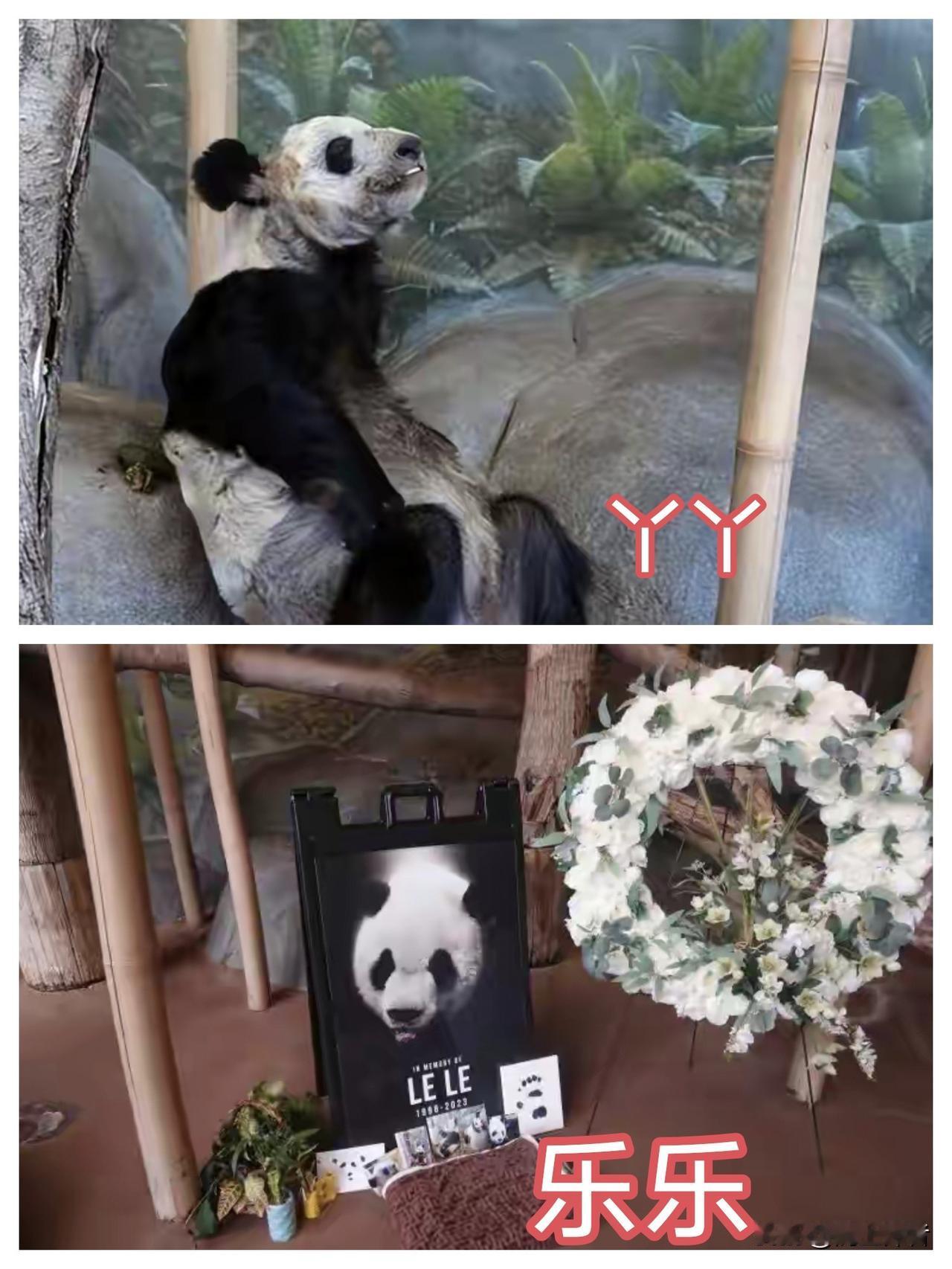 “丫丫”和“乐乐”的悲惨经历至今让人记忆犹新，希望美国善待新一轮的旅美大熊猫。