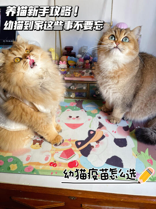 养猫新手攻略｜幼猫到家这些事不要忘