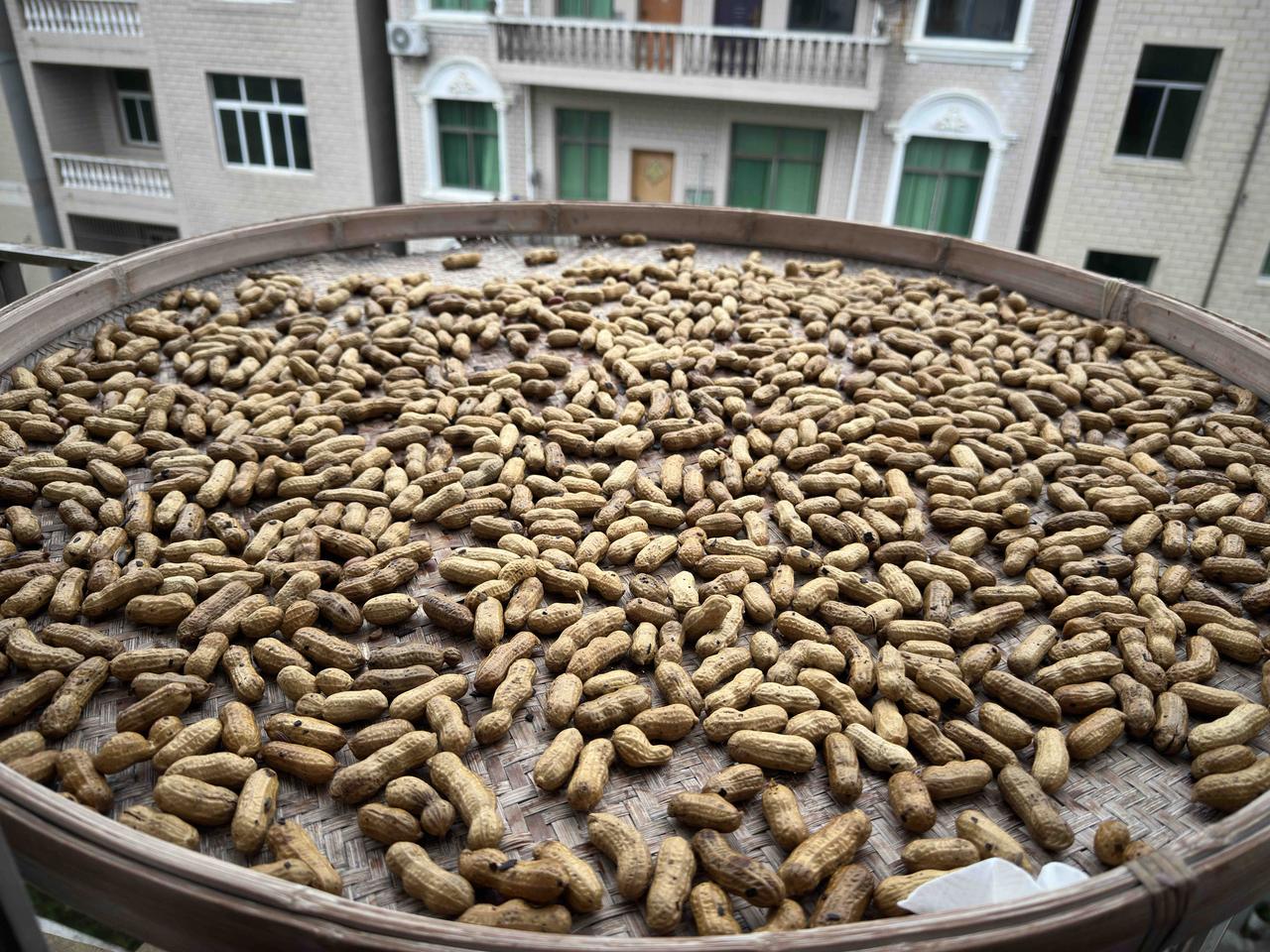 11:00左右预计天气晴朗，我还是迫不及待地把昨夜煮好的花生给晾晒在阳台上了。即